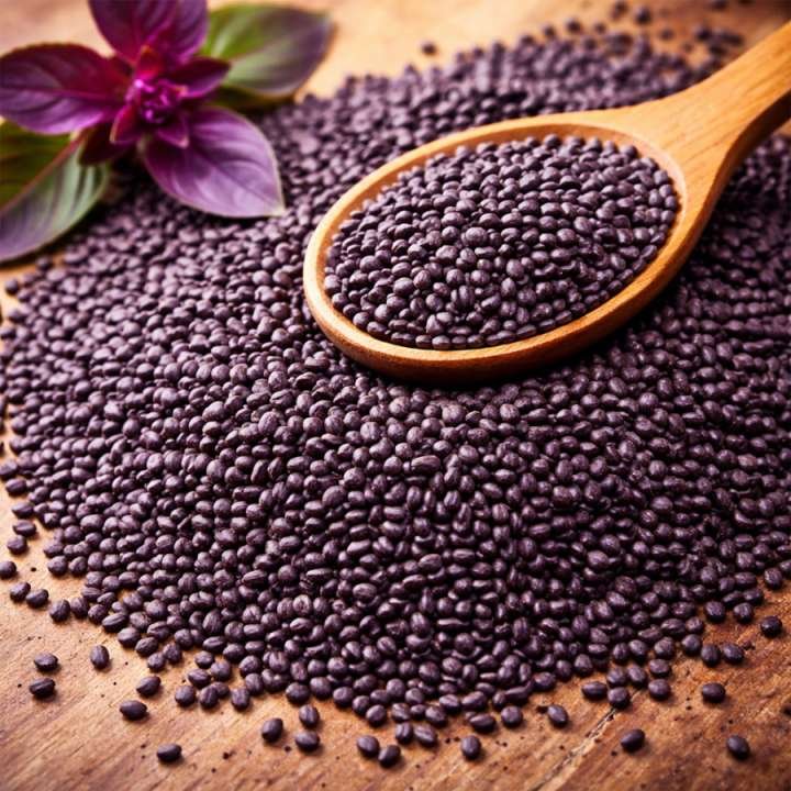 Purple Basil Seeds